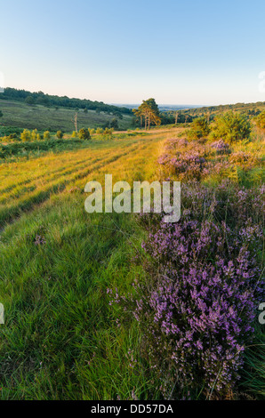 Summer evening landscape on Ashdown Forest, Sussex, UK with the sun catching the Socts Pine trees and heather Stock Photo