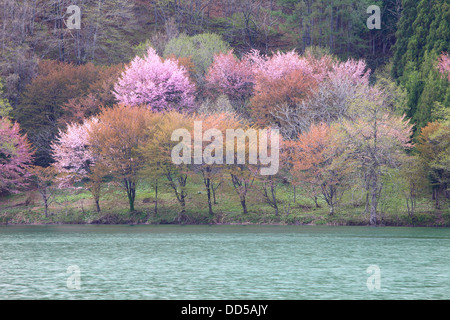 Forest and lake Nakatsu, Nagano Prefecture Stock Photo