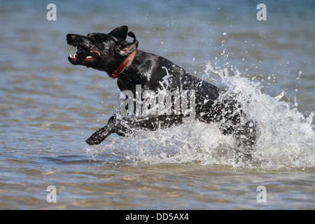 German short-haired pointer running through water with a stick Stock Photo
