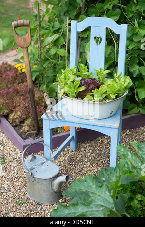 Small potager garden with old reclaimed chair with enameled basin planted with lettuces Stock Photo