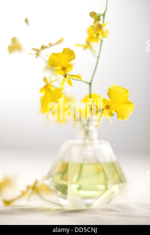 Oncidium flowers in glass vase Stock Photo