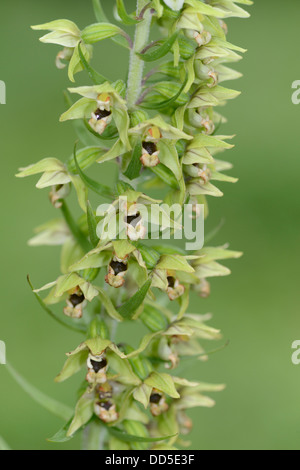 Broad Leaved Helleborine Orchid: Epipactis hellebore. Surrey, England. Stock Photo