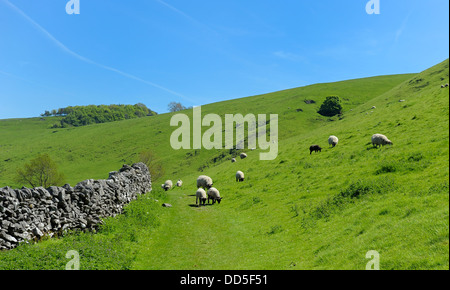 sheep grazing in the high peak district Derbyshire England uk Stock Photo