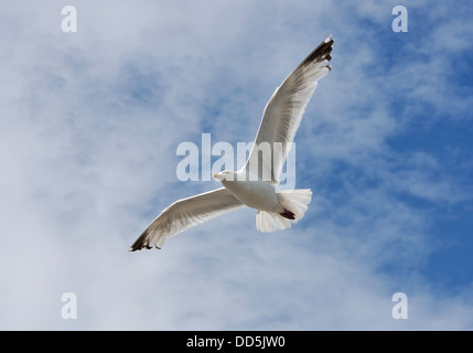 Herring Gull - Larus argentatus Adult in flight Stock Photo
