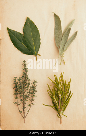 Fresh herbs on vintage paper Stock Photo