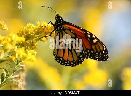 Closeup of Monarch Butterfly, Danaus plexippus, with tag to track migration between Canada and Mexico. Stock Photo