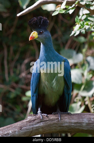 Great Blue Turaco (corythaeola cristata) Stock Photo