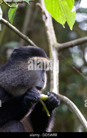 Golden Monkey primate endangered species sat alert among the its native bamboo in the Virunga National Park Rwanda East Africa Stock Photo