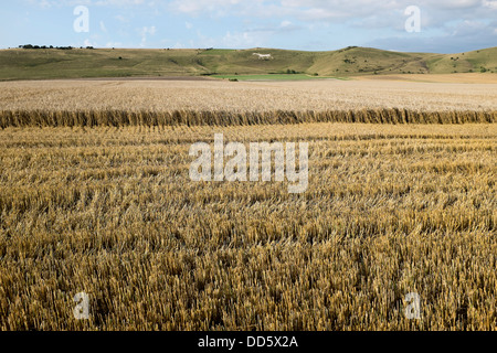 Freshly Cut Wheat Field Stock Photo