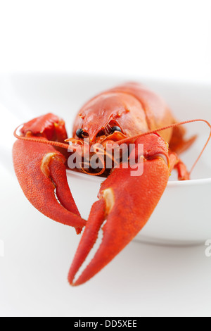 Fresh boiled cradwfish on white isolated background Stock Photo