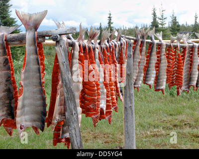 Salmon on drying racks Eskimo community of shishmaref Alaska Stock ...