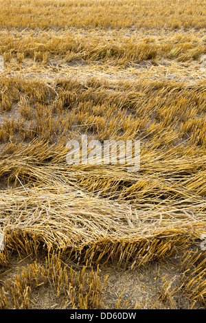 Freshly Cut Wheat Field Stock Photo