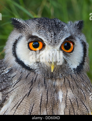 Close-up of a male Southern white-faced Scops Owl (Ptilopsis granti) Stock Photo