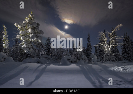 A late night shot from within the Arctic Circle, North of Kiruna in Sweden. The trees are illuminated by moonlight & torchlight. Stock Photo