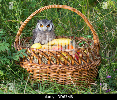 Male Southern white-faced Scops Owl (Ptilopsis granti)in a wicker fruit basket Stock Photo