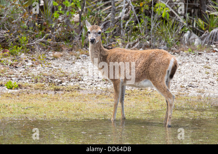 This is a portrait of a Key Deer Stock Photo