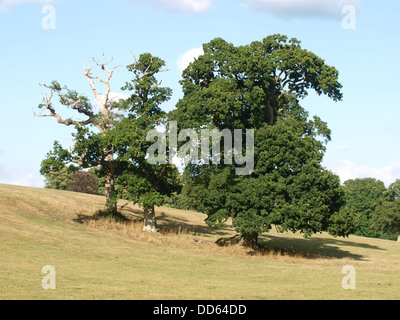 A group of three trees in the middle of a sloping field, New Forest, Hampshire, UK 2013 Stock Photo