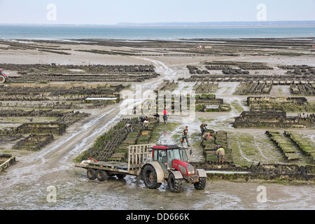 CANCALE, FRANCE - JUNE 27: Growing oysters at low tide at the port of Cancale, France, on June 27, 2013. Stock Photo