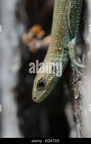 Portrait of young lizard