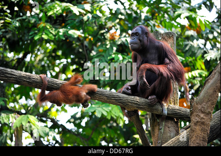 Asia Singapore An Bornean orangutan  and puppy  at Singapore Zoo Stock Photo
