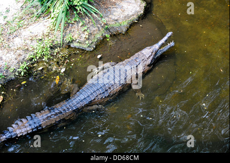 Asia Singapore A False Gavial at Singapore Zoo Stock Photo