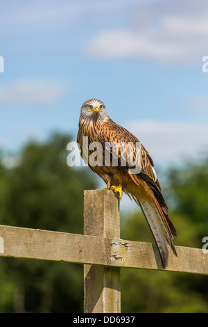 Adult red kite ( Milvus milvus) on a fence post, trees and blue sky background Stock Photo