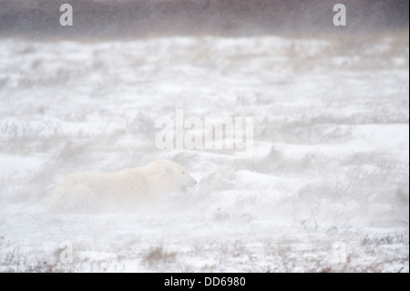 Polar bear (Ursus maritimus) lying down at tundra during snow  blizzard, Churchill, Manitoba, Canada. Stock Photo