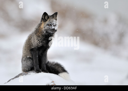 Red fox (Vulpes vulpes) with black colorvariation fur sitting in snow, on top of a rock, Churchill, Manitoba, Canada.