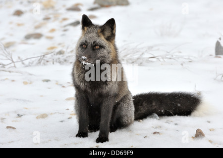 Red fox (Vulpes vulpes) with black colorvariation fur sitting in snow, Churchill, Manitoba, Canada.