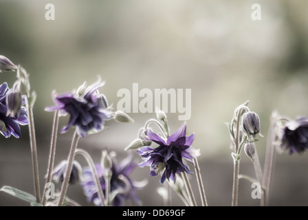 Photograph of some purple flowers Stock Photo