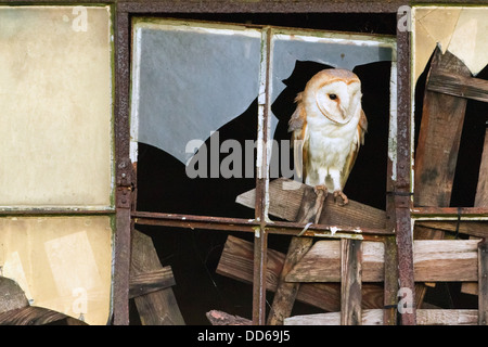 Barn owl in rustic building with broken window Stock Photo