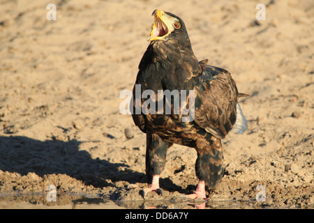 Bateleur Eagle - Wild Bird Background from Africa - Call of the wild Stock Photo