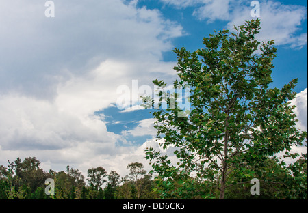 Picture taken in a park in Mexico City Stock Photo