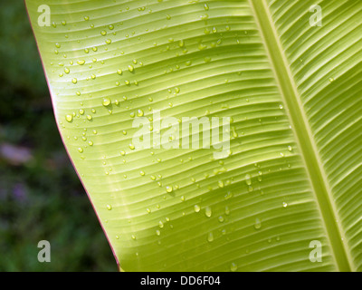 Close-up view of banana leaf with water droplets Stock Photo