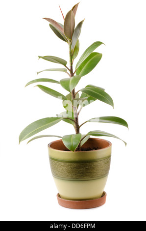 Ficus elastica houseplant in pot isolated on white Stock Photo