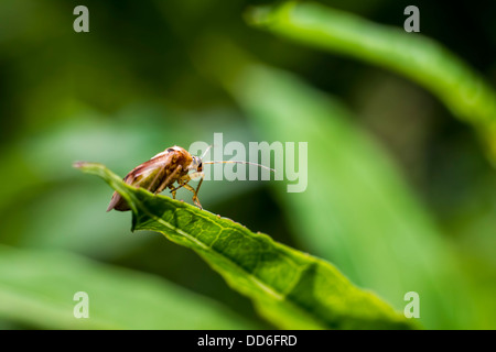 Portrait of a Tarnished plant Bug (Lygus pratensis) Stock Photo
