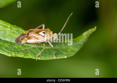 Portrait of a Tarnished plant Bug (Lygus pratensis) Stock Photo