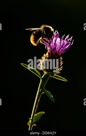 A back lit female Red-tailed Bumblebee (Bombus lapidarius), nectaring on a Knapweed flower, Cambridgeshire Stock Photo