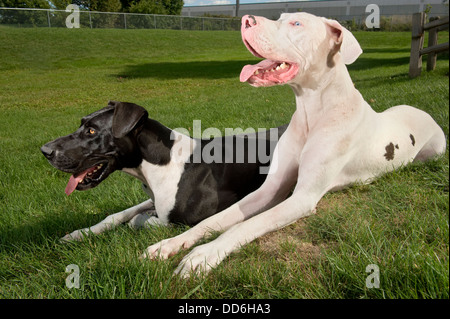 Two adorable Great Dane dogs lying in the grass on a sunny day, panting. Stock Photo