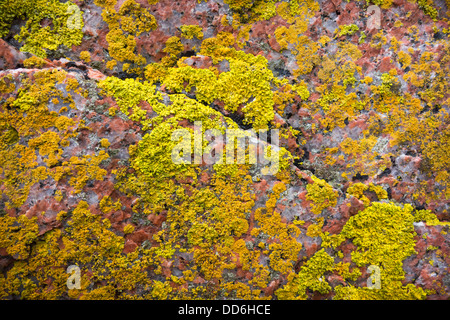 Lichens growing on granite rock, Calgary, Isle of Mull, Argyll and Bute Stock Photo