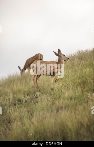 Two female doe mule deer in the distance with grass field in the ...