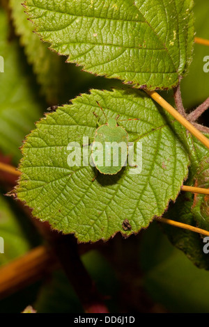 A green tortoise beetle, Latin name Cassida viridis resting on a bramble leaf in summer Stock Photo
