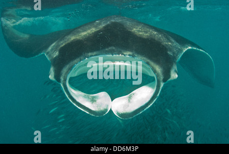 this is a shot of a Giant manta ray feeding on plankton protecting a school of sardines. Stock Photo