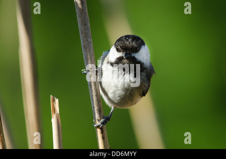 A Black Capped Chickadee, Parus atricapillus, pauses on a reed stem. Stock Photo