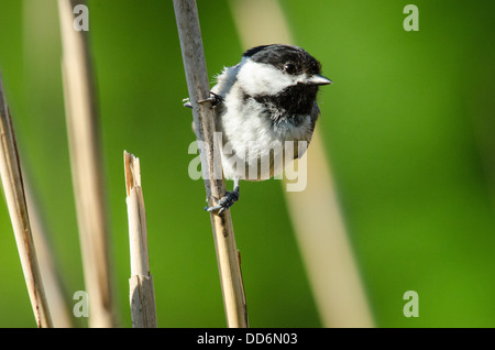 A Black Capped Chickadee, Parus atricapillus, pauses on a reed stem. Stock Photo