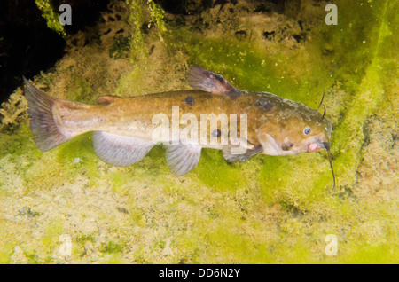 A Black Bullhead freshwater fish, Ameiurus melas, showing some tumors hunts for prey in the waters of an abandoned quarry. Stock Photo