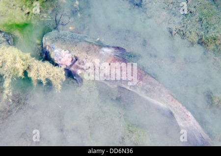 A Black Bullhead freshwater fish, Ameiurus melas, showing some tumors hunts for prey in the waters of an abandoned quarry. Stock Photo