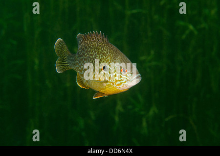 A 'Pumpkinseed' freshwater fish, Lepomis gibbosus, swims in an abandoned quarry. Stock Photo