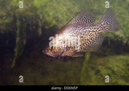 Photograph of a 'Black Crappie' , Pomoxis nigromaculatus, freshwater fish swimming in a abandoned quarry. Stock Photo