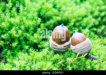 Acorns on moss Stock Photo